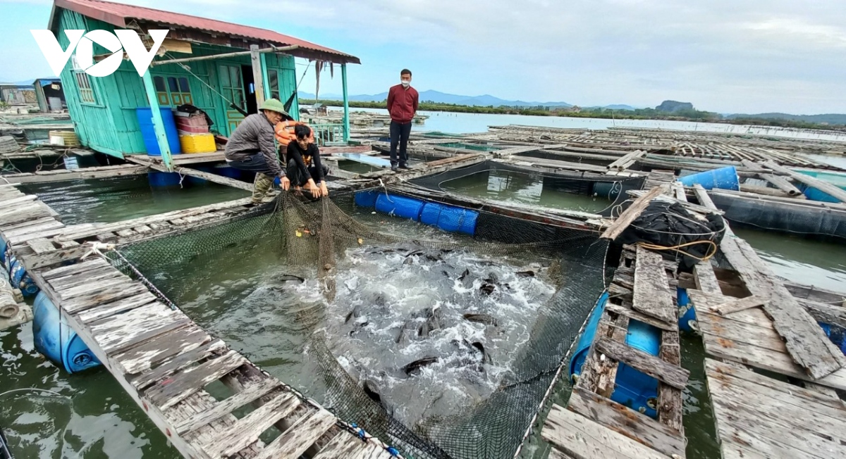 Hơn 1.000 tấn cá song ở Quảng Ninh cần hỗ trợ tiêu thụ dịp Tết Nguyên đán 2022